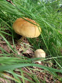 Урожайный август, г. Свободный