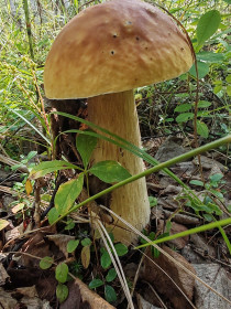 Белый гриб, п. Дугда, Зейский округ