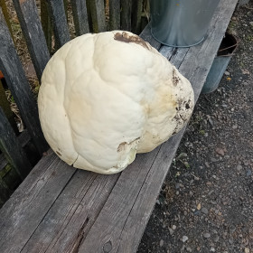 Вот такой дождевик, с. Ерковцы, Ивановский округ