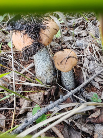 Подосиновики, п. Дугда, Зейского округа