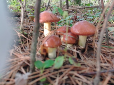 Семейка маслят из с. Ромны