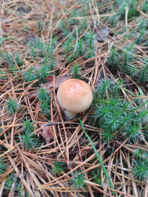 Малышок-с-ноготок. Масленок из с. Ромны