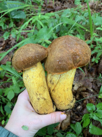 Гриб дубовик, с. Николаевка