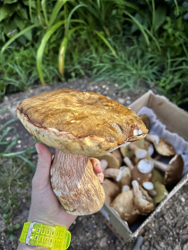 Красавчики белые грибочки, с. Николаевка