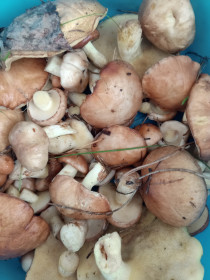 Тазик маслят из Белогорска