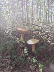 Красавцы подосиновики из г. Сковородино