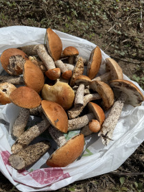 Грибочки подосиновики, подберезовики из с. Грязнушка, Благовещенский округ