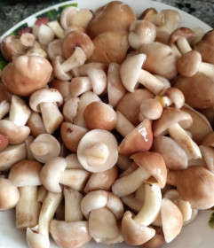 Тарелка маслят из Белогорска