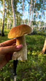 Белый гриб, с. Некрасовка