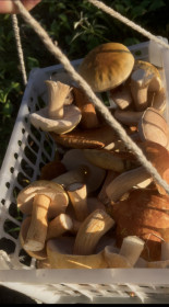 Белый гриб, с. Некрасовка