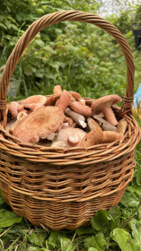 Грибная корзинка из Якутии (Алданский район)