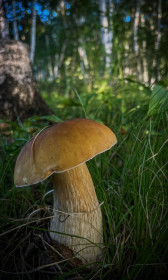 Идеальный белый гриб, с. Некрасовка