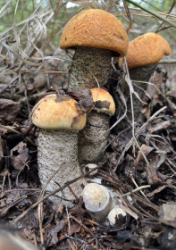 Семейка красноголовиков, г. Свободный