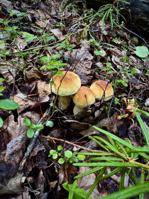 Сковородинское трио белых грибочков