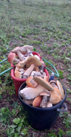 Белые, подосиновики, подберезовики из п. Орлиный