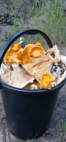 Сухой гриб, лисичка из п. Орлиный