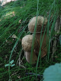 Белые грибочки у нас в лесочке, г. Благовещенск