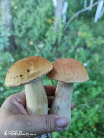 Белый гриб в окрестностях с. Ромны