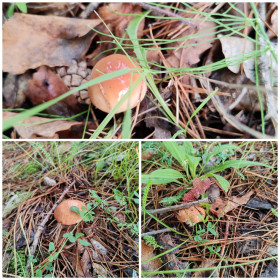 Маслята в сосняках с. Ромны