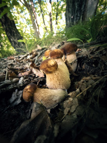 Белые грибы в Благовещенске