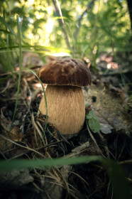 Белый гриб в Благовещенске