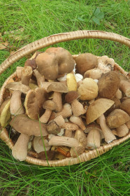 Белые грибы и маслята, г. Белогорск
