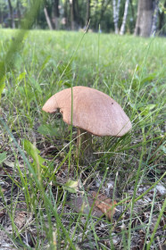 Подосиновик в центре Благовещенска