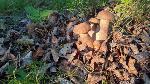 Семейка боровиков, «Динамо» - г. Благовещенск