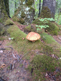 Грибочик белый, таёжный. Селемджинский район