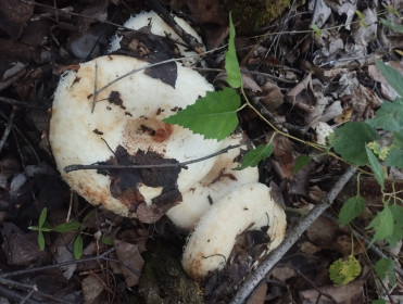 Грузди в Тындинском округе