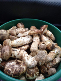 Мацутакэ из Хорогочи, Тындинский округ