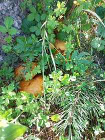 Маслята, с. Калинино, Михайловский район