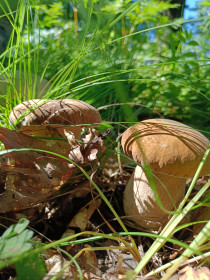 Белые грибы в Архаринском районе