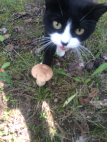 Белый гриб, с. Чигири