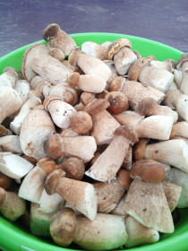 Белые, с. Новотроицкое