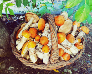 Корзинка красноголовиков, г. Зея