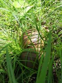 Грибная парочка белых, с. Троицкое