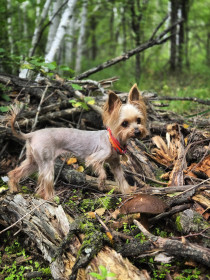 Охота на подберёзовик, Благовещенский округ
