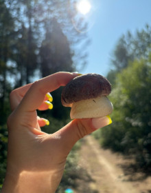 Боровик, п. Береговой