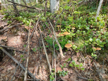 Ассорти грибов, г. Тында