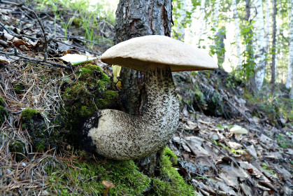 Подосиновик, г. Зея