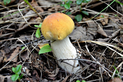 Белый гриб, г. Зея