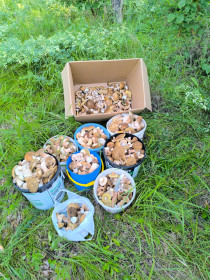 Урожай грибов, лето  в г. Благовещенске