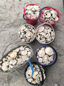 Грузди, г. Шимановск