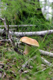 Белый, с. Рождественка