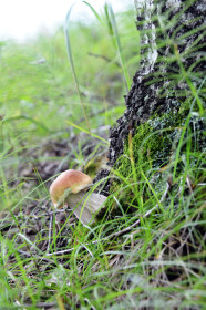 Беленький грибок, с. Рождественка