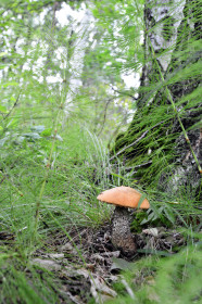 Подосиновик, с. Рождественка