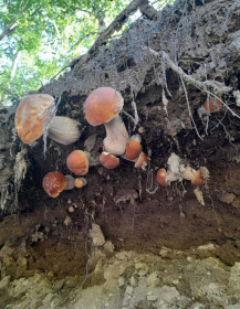 Семейка беленьких, г. Зея