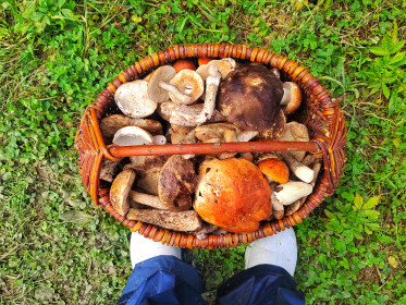 Зейский урожай 2025