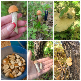 Лесные дары грибочков, г. Свободный